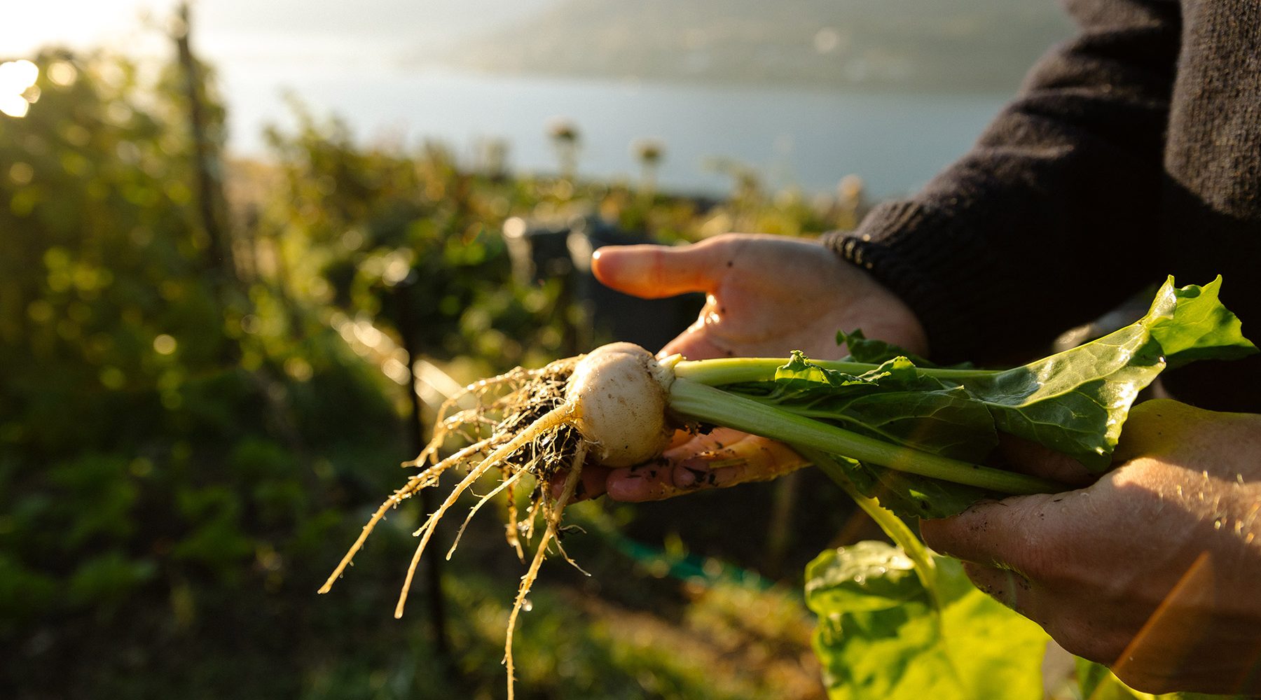 Home Grown and Sustainable